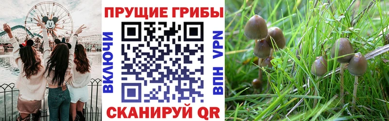 Псилоцибиновые грибы MAGIC MUSHROOMS Новоалександровск
