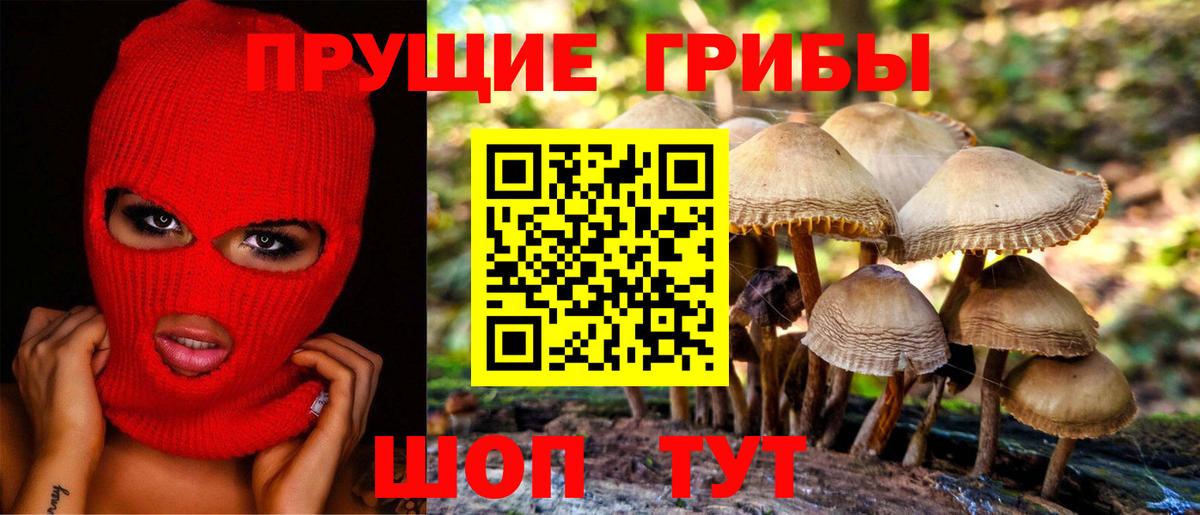 Псилоцибиновые грибы Cubensis Новоалександровск
